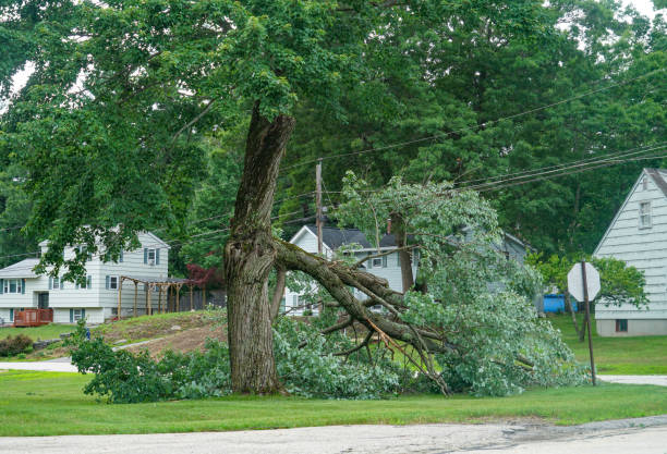 How Our Tree Care Process Works  in Deridder, LA